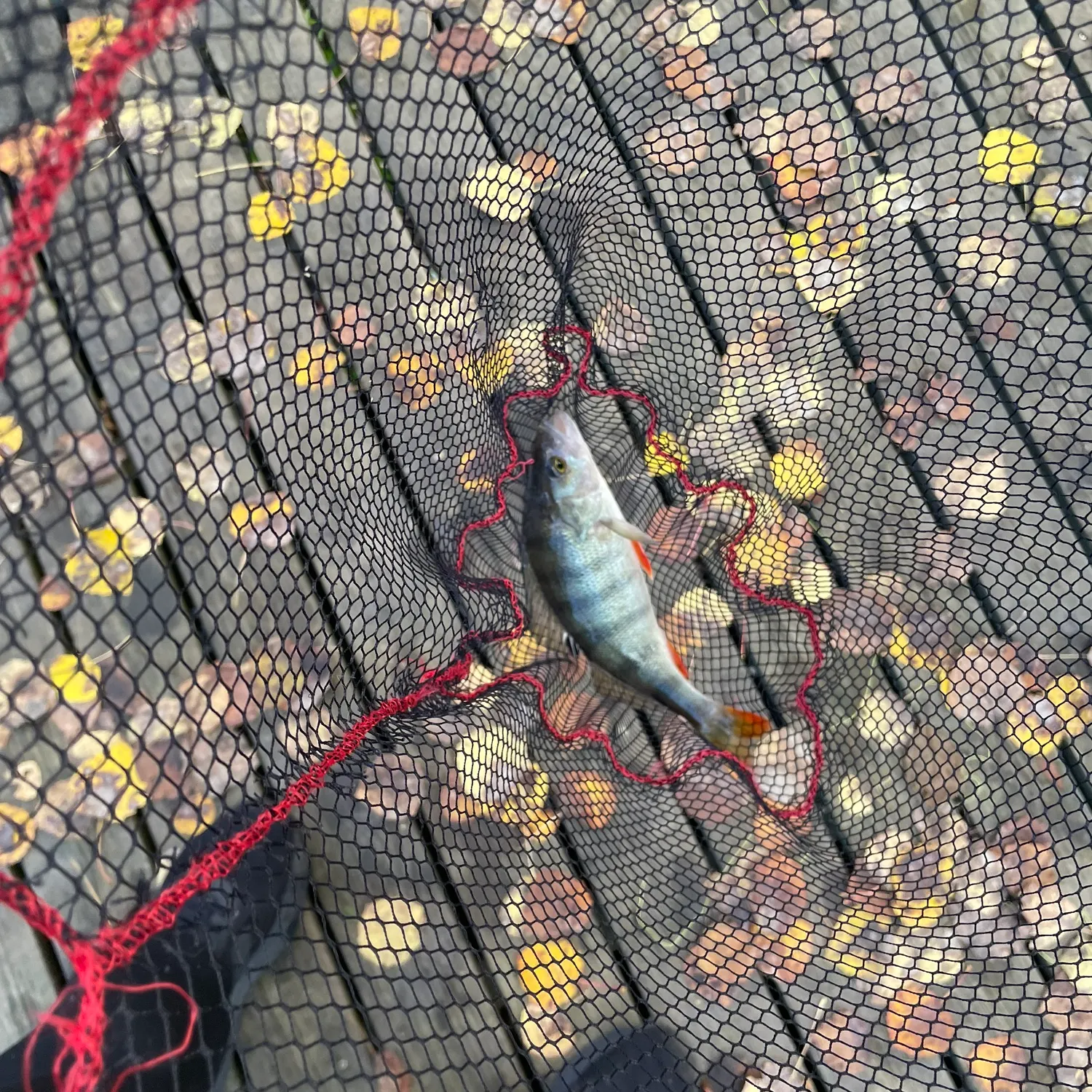 European perch caught on Fishbrain
