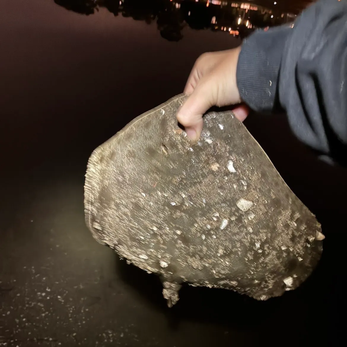 The most recent Spiny butterfly ray catches on Fishbrain