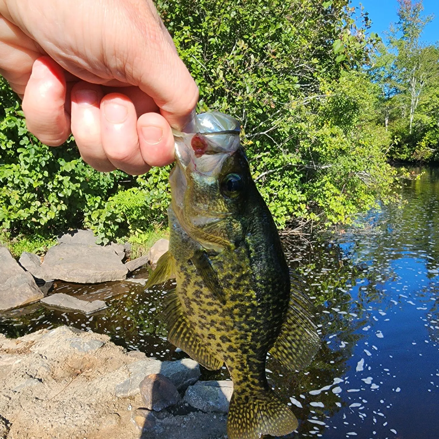 Black crappie caught on Fishbrain