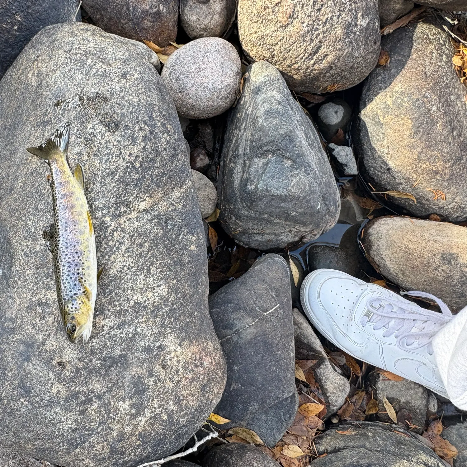 Brown trout caught on Fishbrain