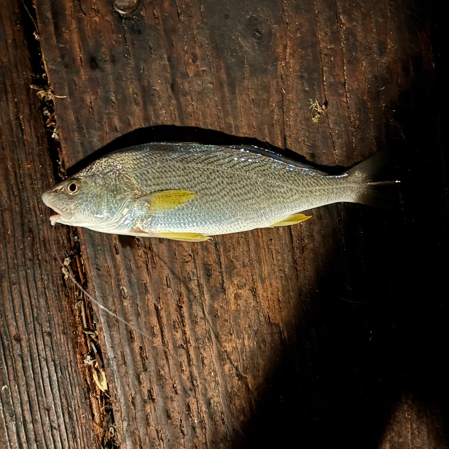 The most recent Yellowfin croaker catches on Fishbrain