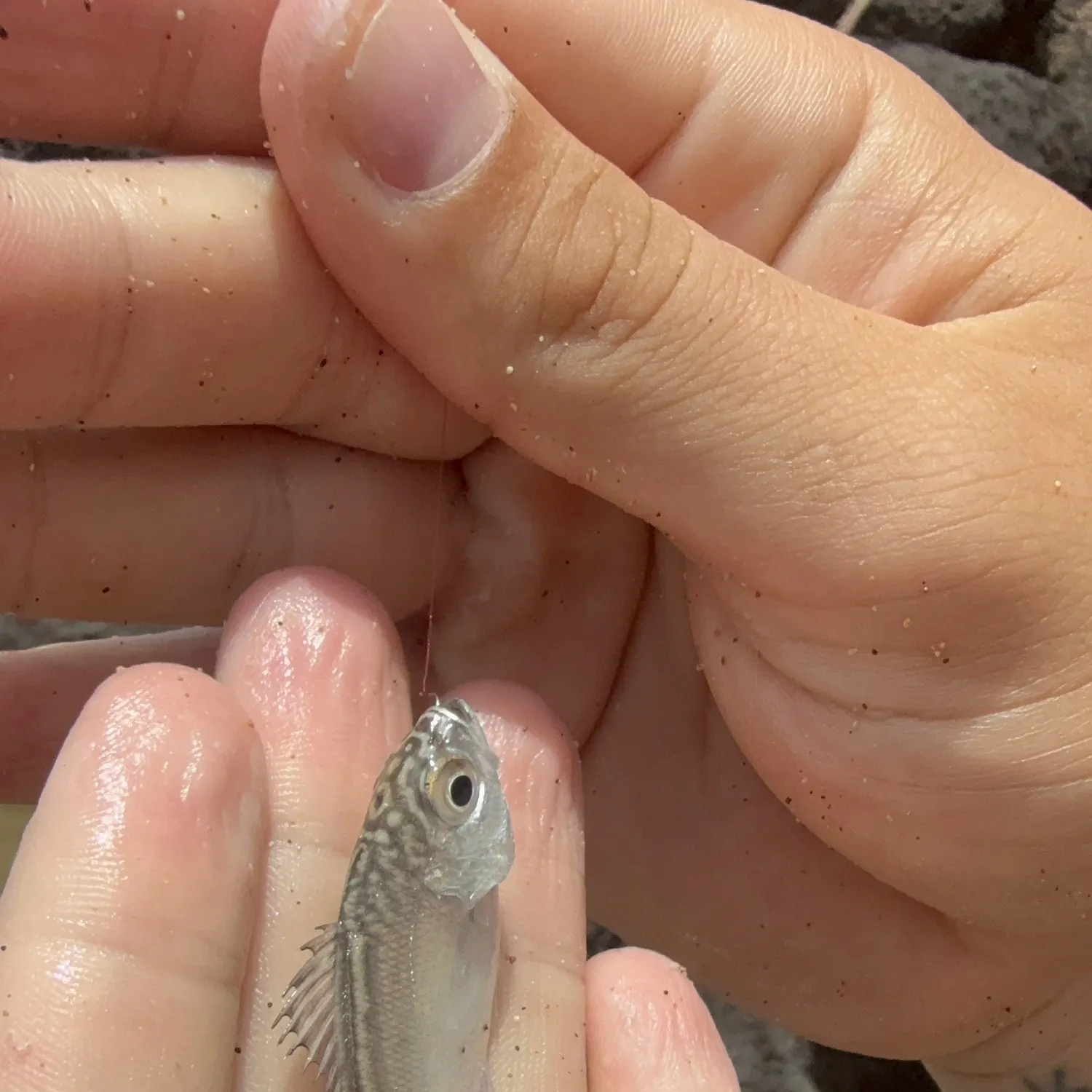 The most recent Reticulated flagtail catches on Fishbrain