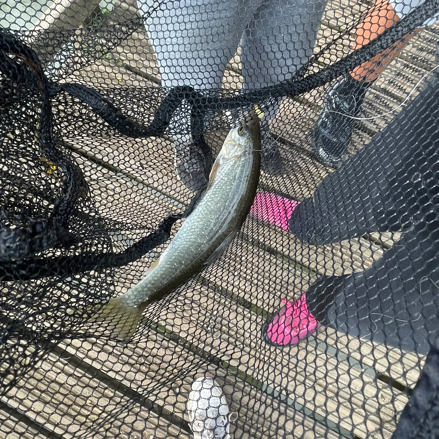 Common roach caught on Fishbrain