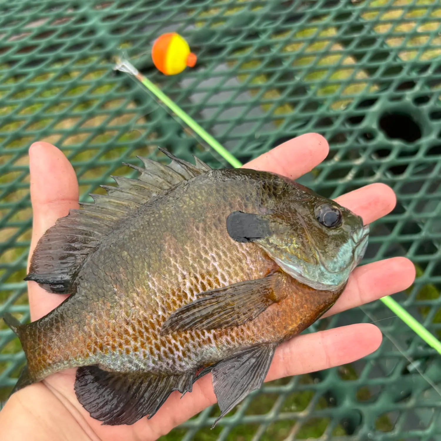 Bluegill caught on Fishbrain