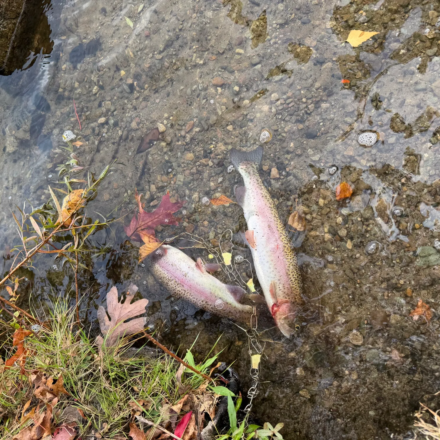Fish caught on Fishbrain