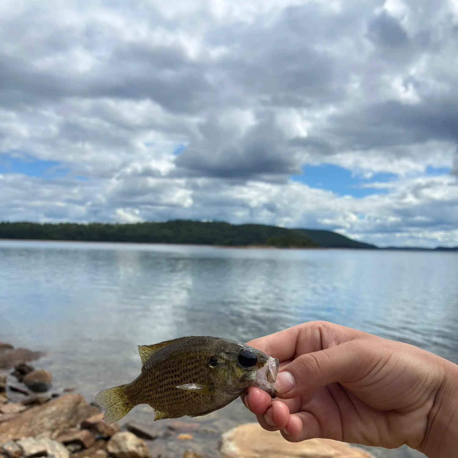 Rock bass caught on Fishbrain