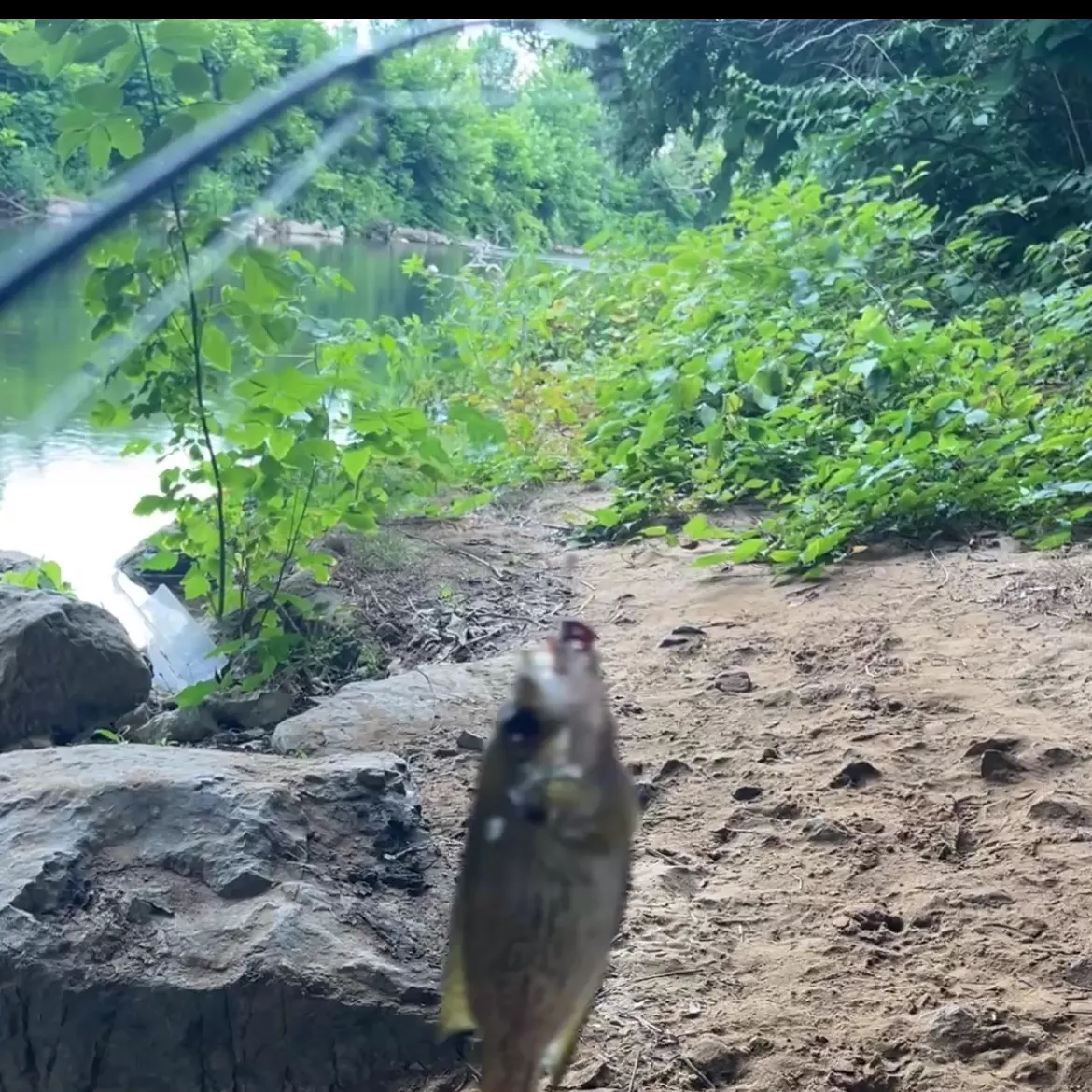 The most recent Threadfin shad catches on Fishbrain