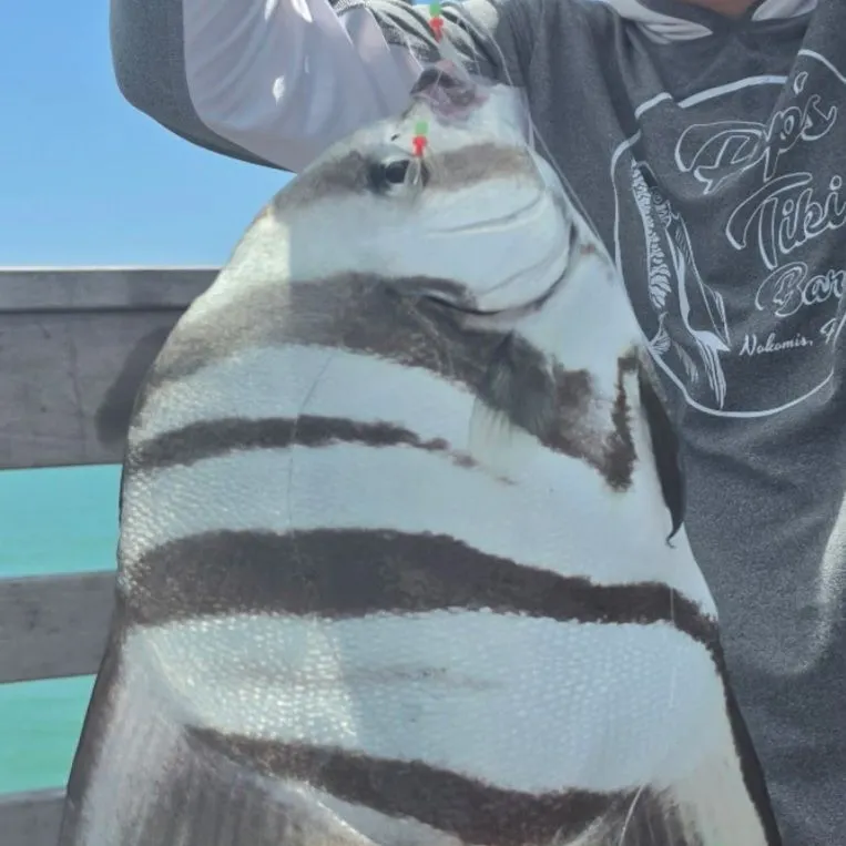 Atlantic spadefish caught on Fishbrain