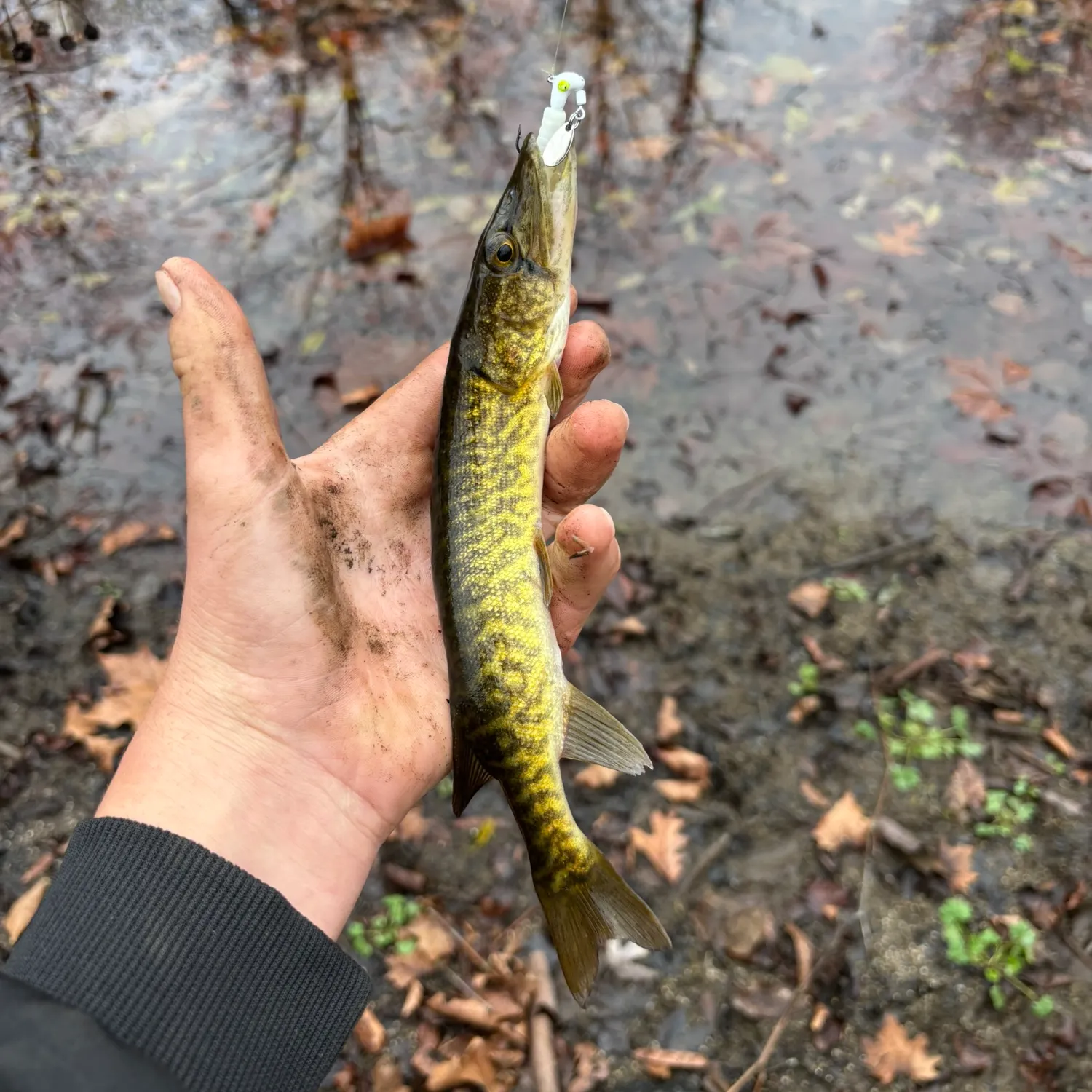 The most recent Grass pickerel catches on Fishbrain