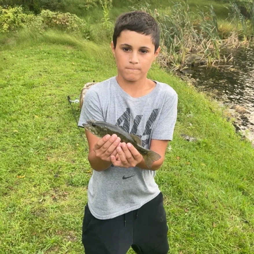 Smallmouth bass caught on Fishbrain