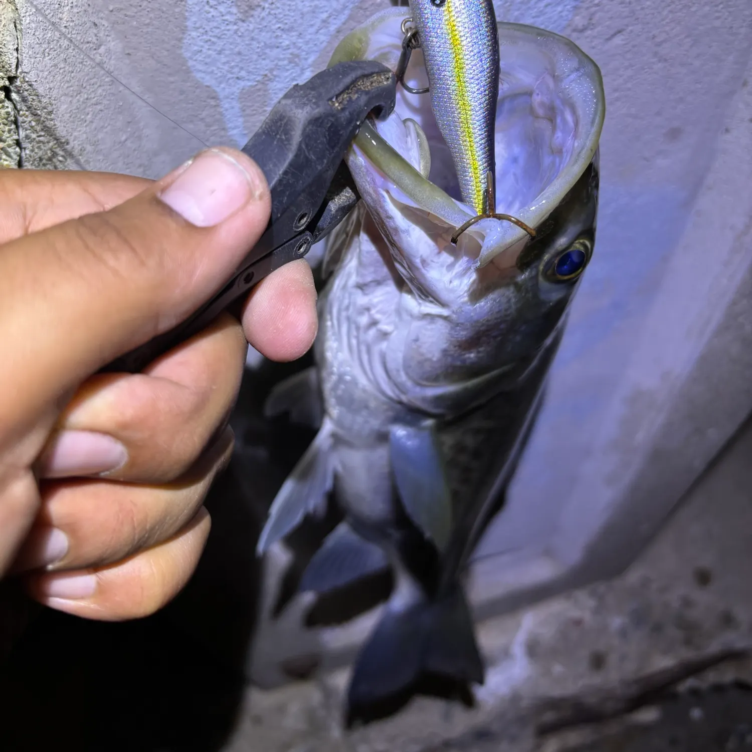 Striped bass caught on Fishbrain