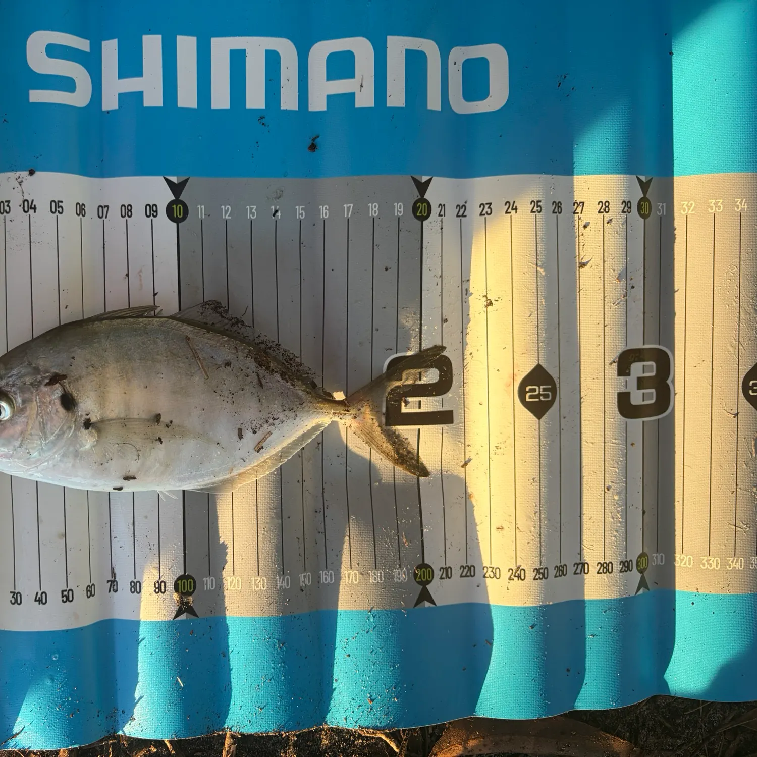 The most recent Silver trevally catches on Fishbrain