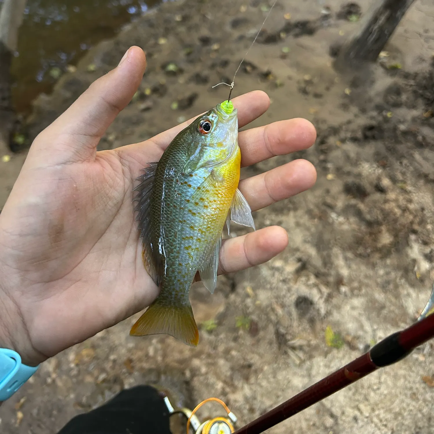 Redbreast sunfish caught on Fishbrain