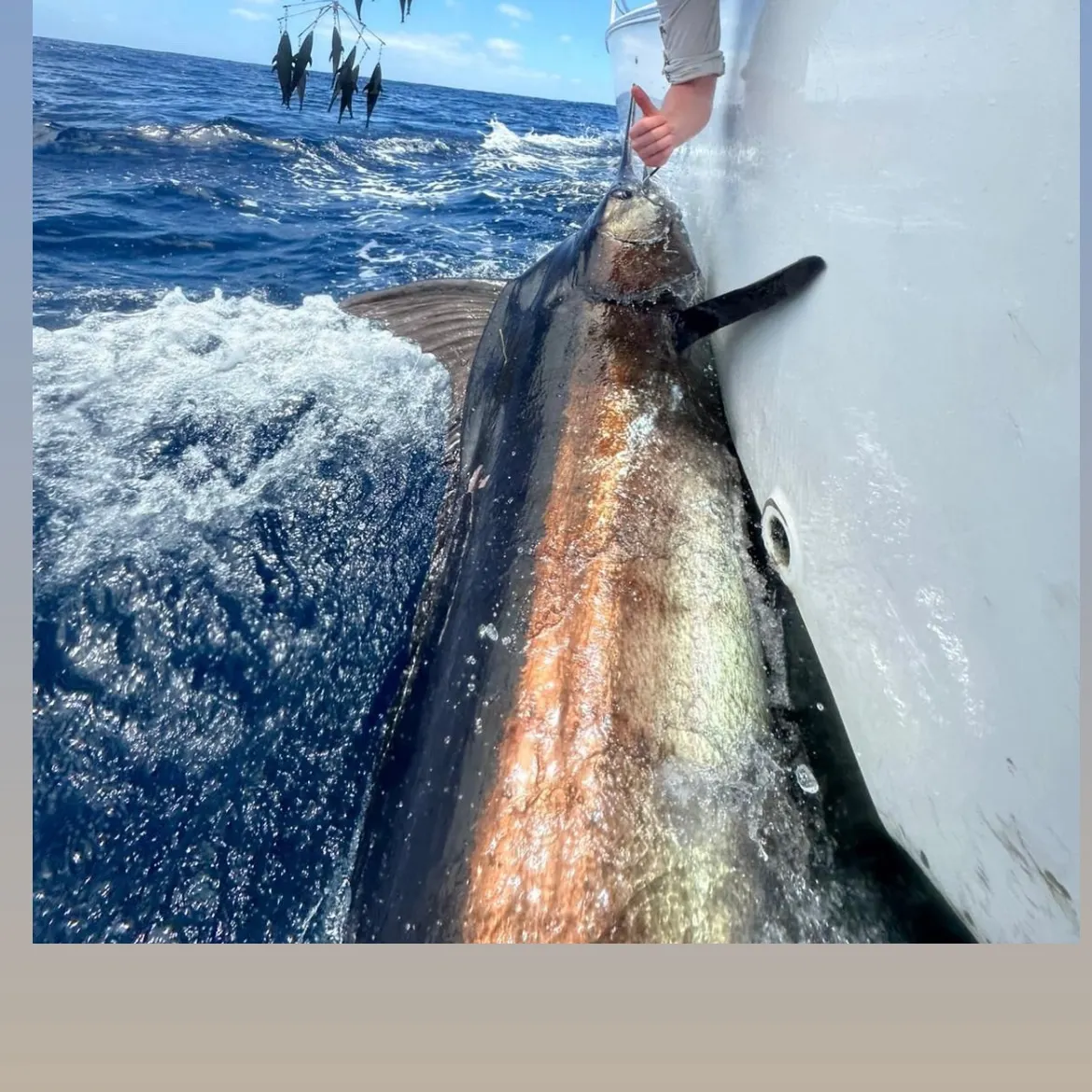 The most recent Indo-Pacific blue marlin catches on Fishbrain