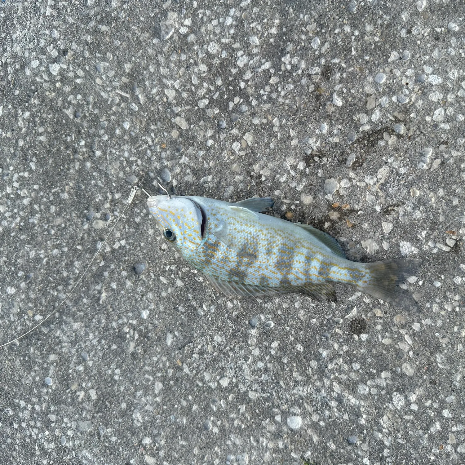 Pigfish caught on Fishbrain