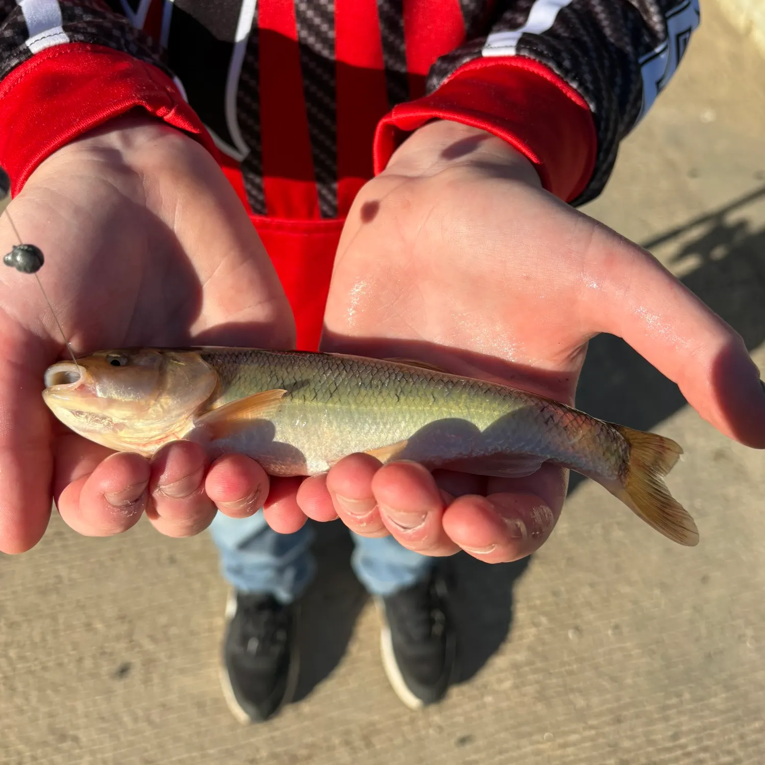White sucker caught on Fishbrain