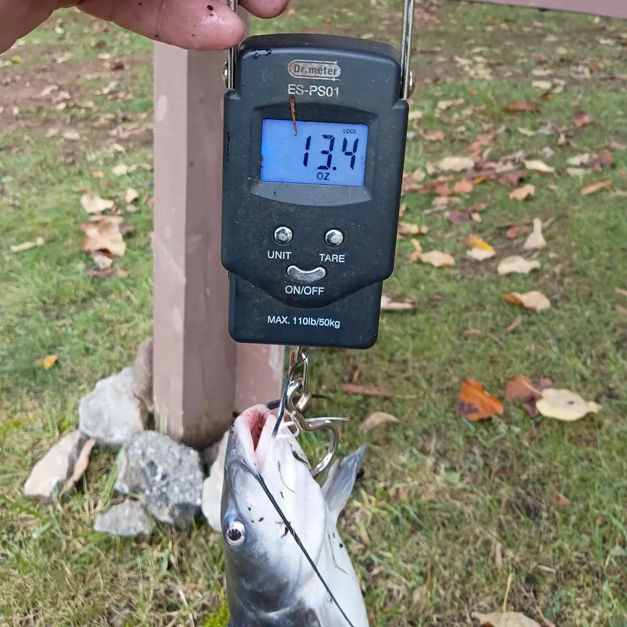 Channel catfish caught on Fishbrain