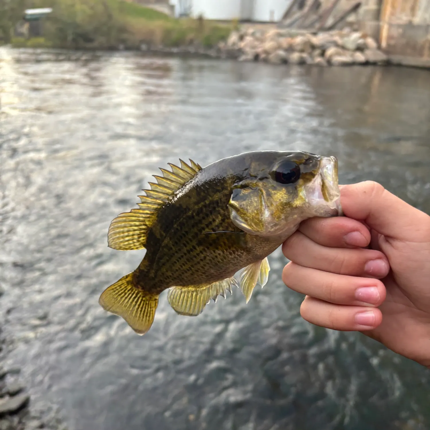 Rock bass caught on Fishbrain
