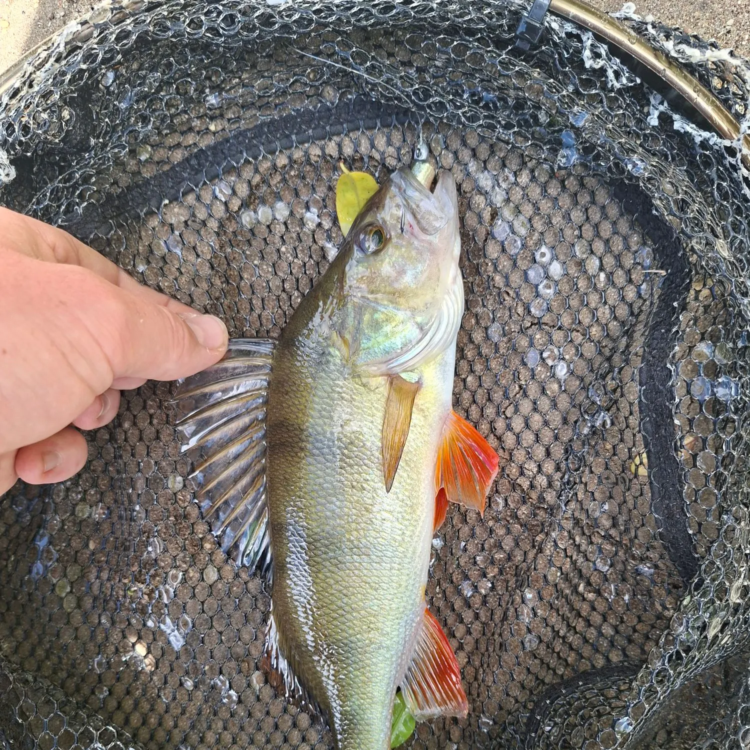 European perch caught on Fishbrain