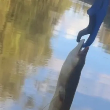 The most recent Shortfin eel catches on Fishbrain