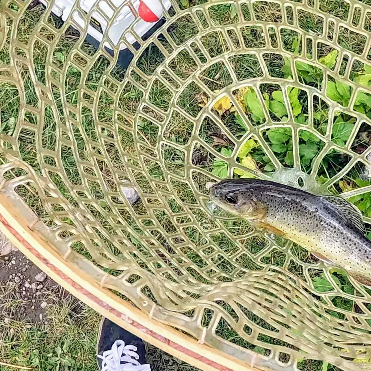 The most recent Apache trout catches on Fishbrain