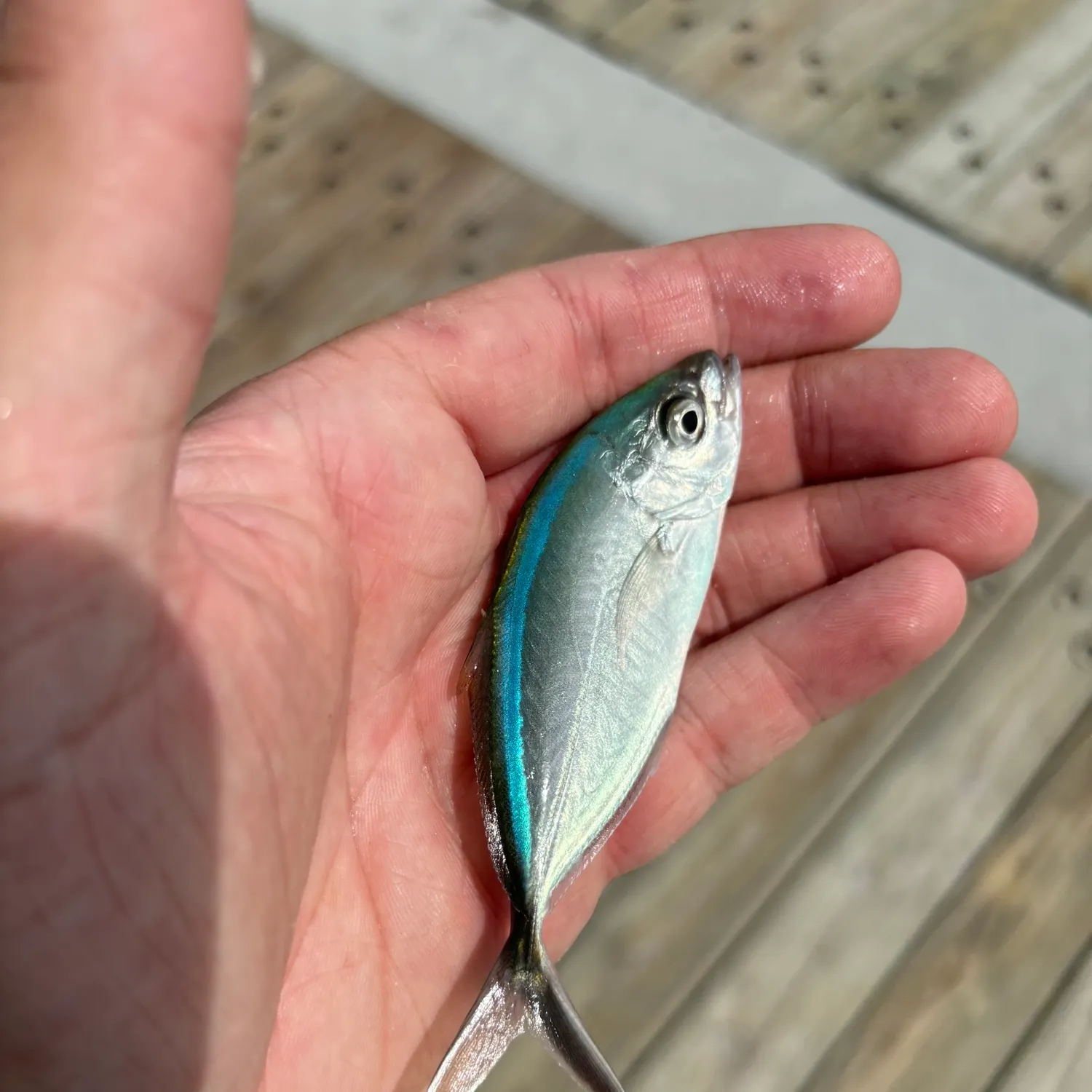 The most recent Bar jack catches on Fishbrain