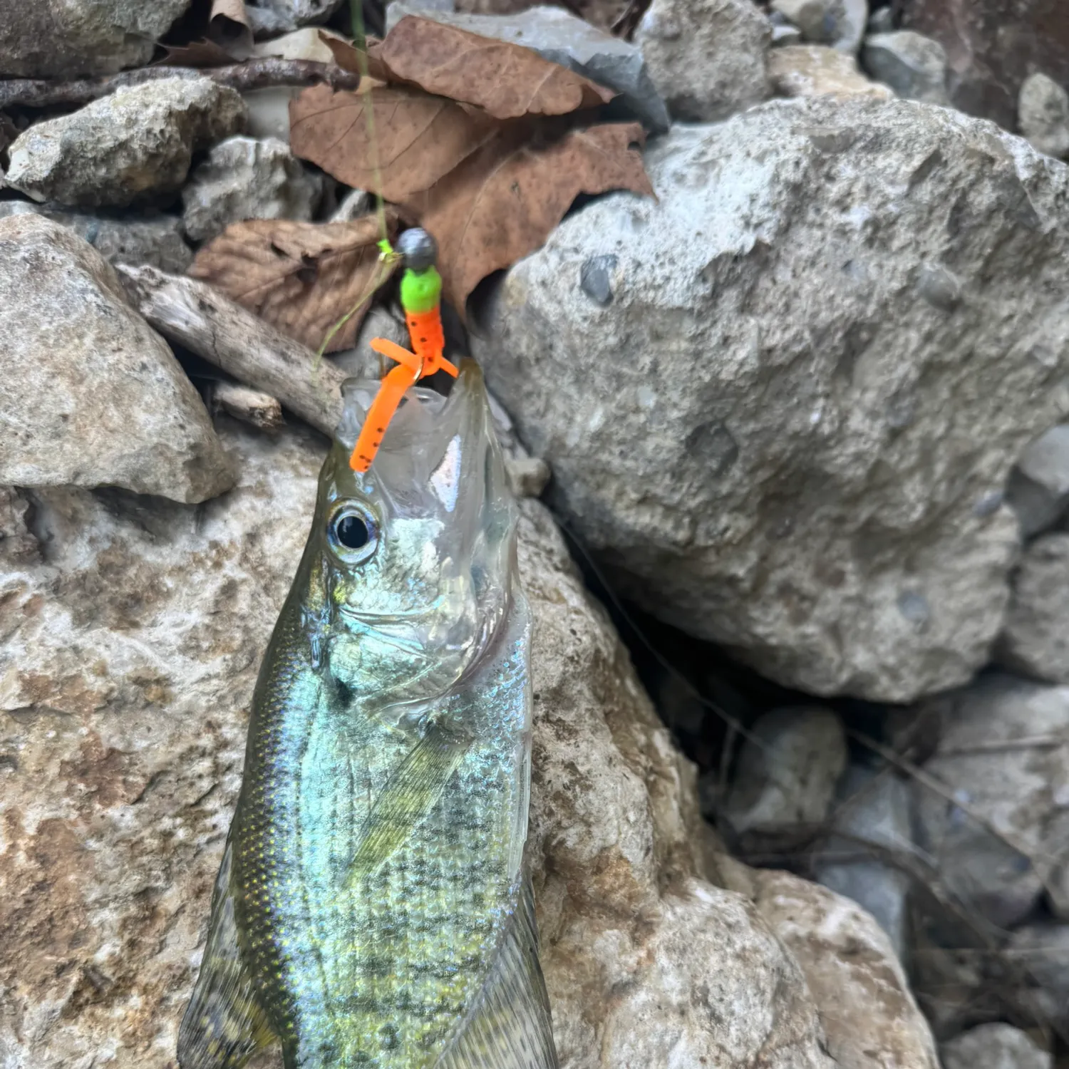 White crappie caught on Fishbrain