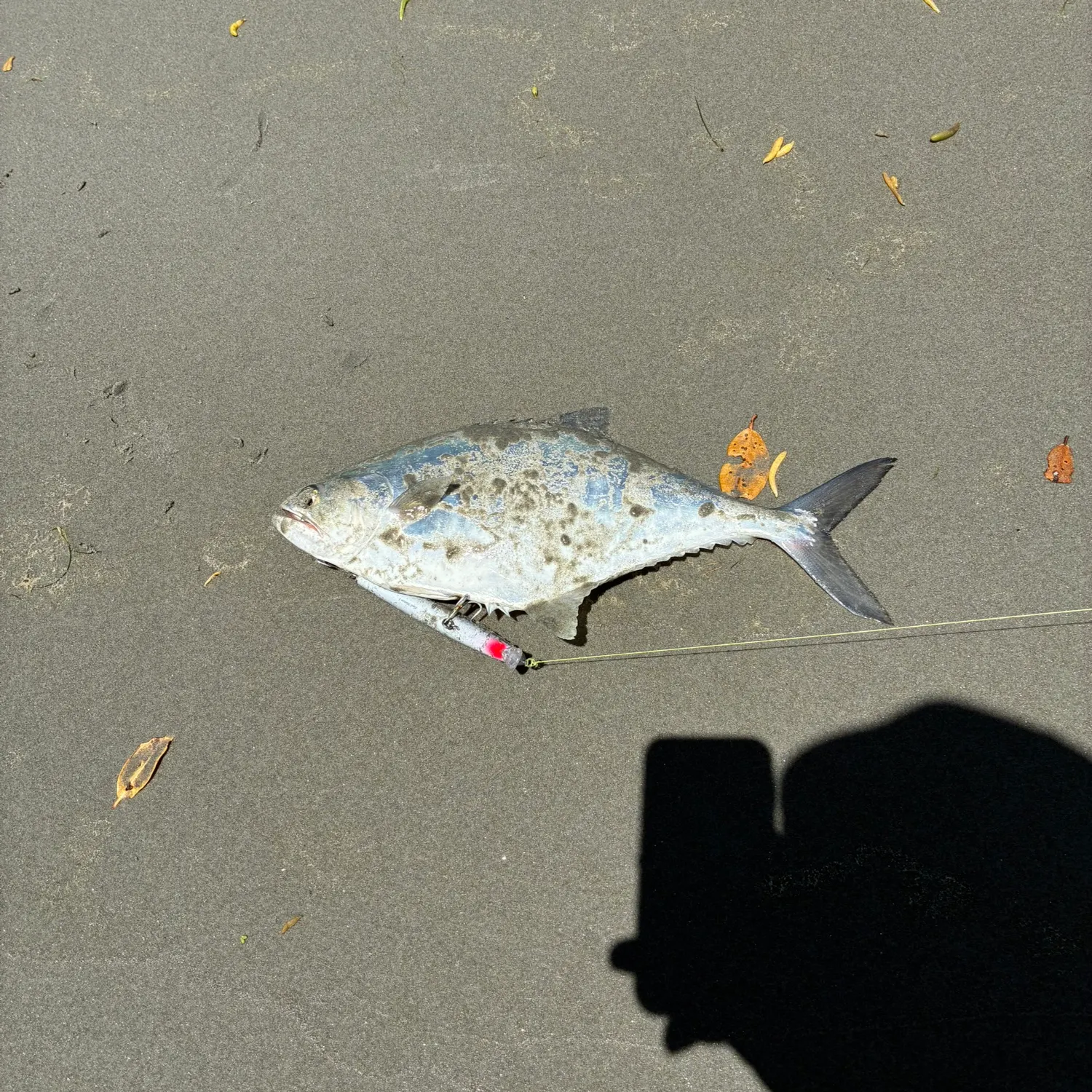 The most recent Skipjack trevally catches on Fishbrain