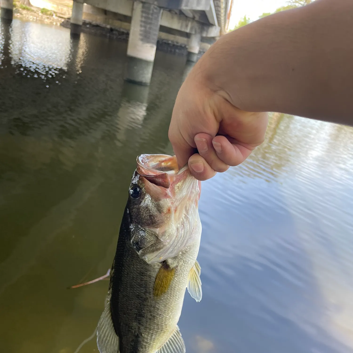 The most recent Largemouth bass catches on Fishbrain