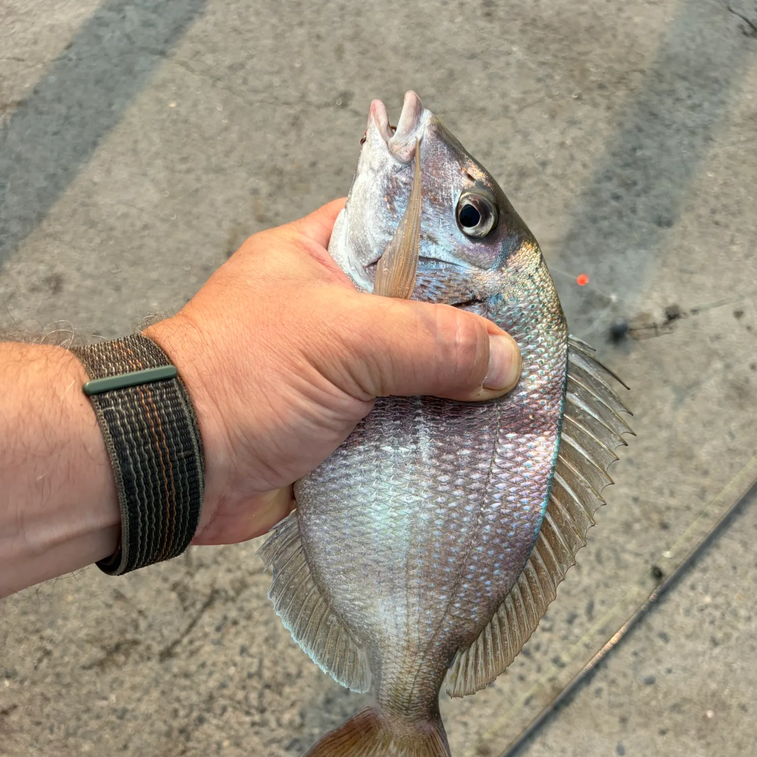 recently logged catches