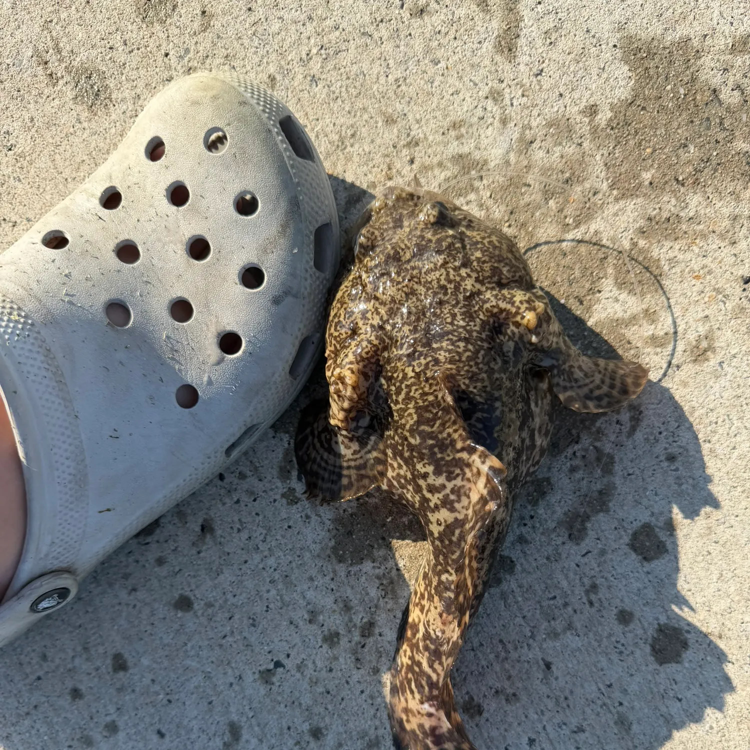 The most recent Oyster toadfish catches on Fishbrain