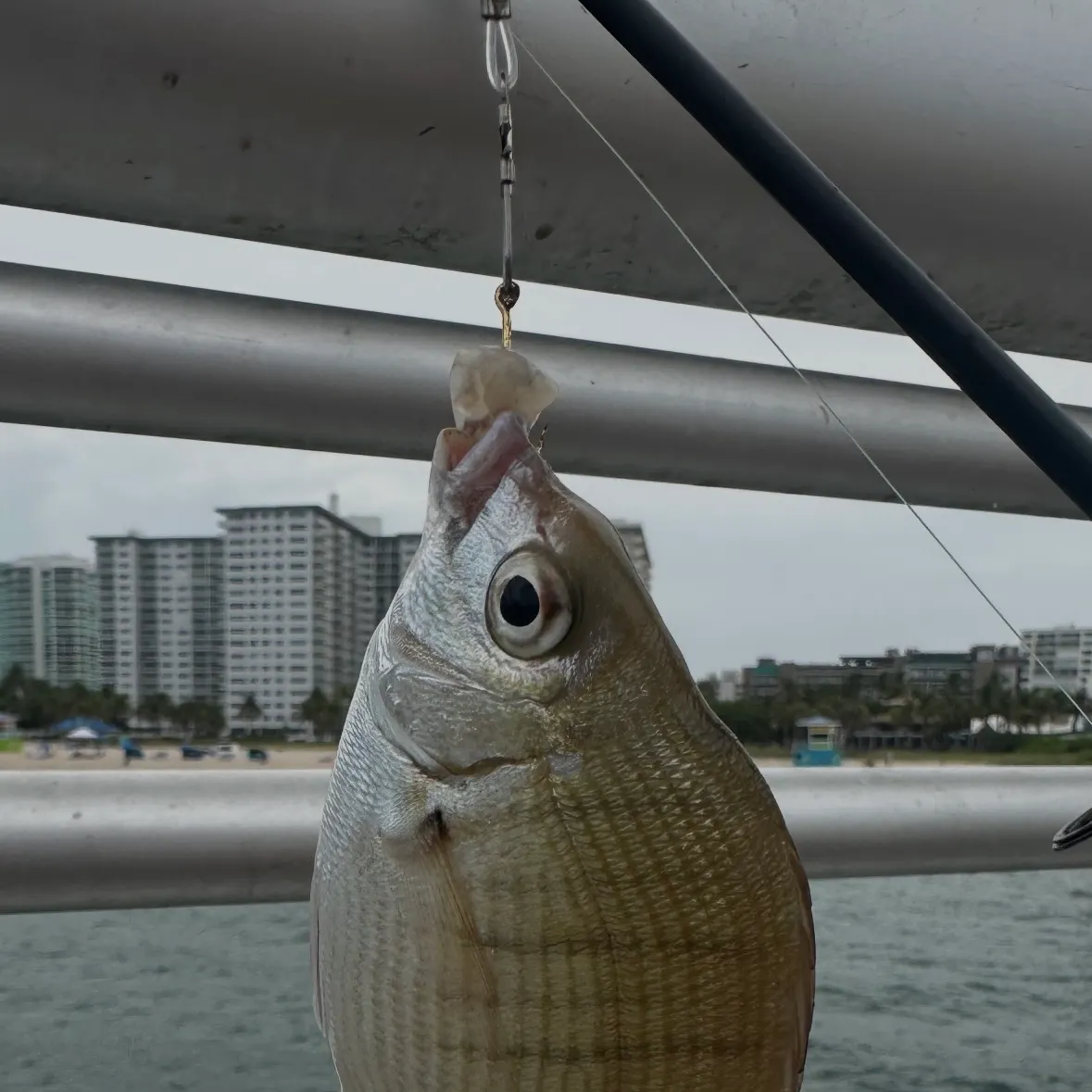 The most recent Spottail seabream catches on Fishbrain