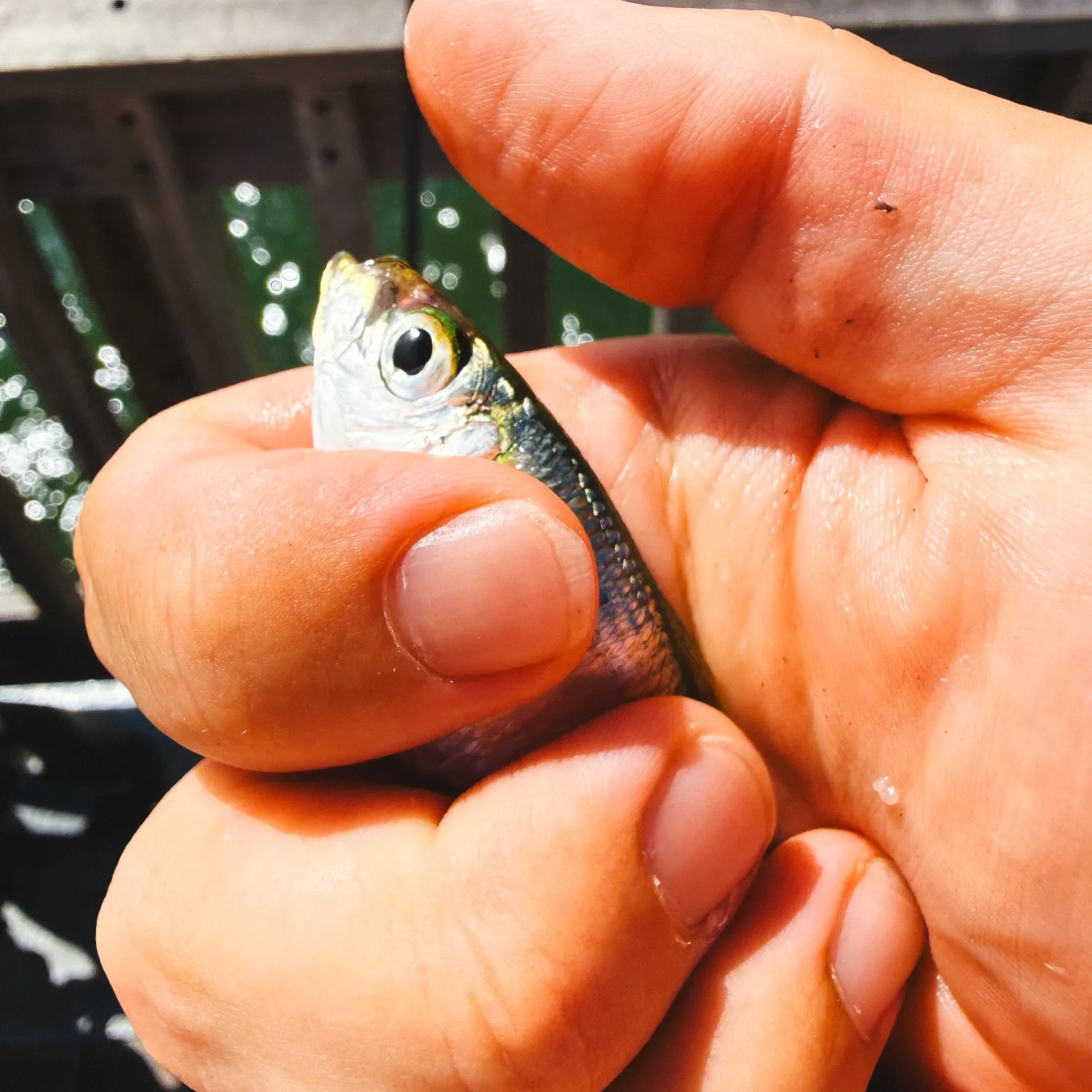Scaled herring caught on Fishbrain