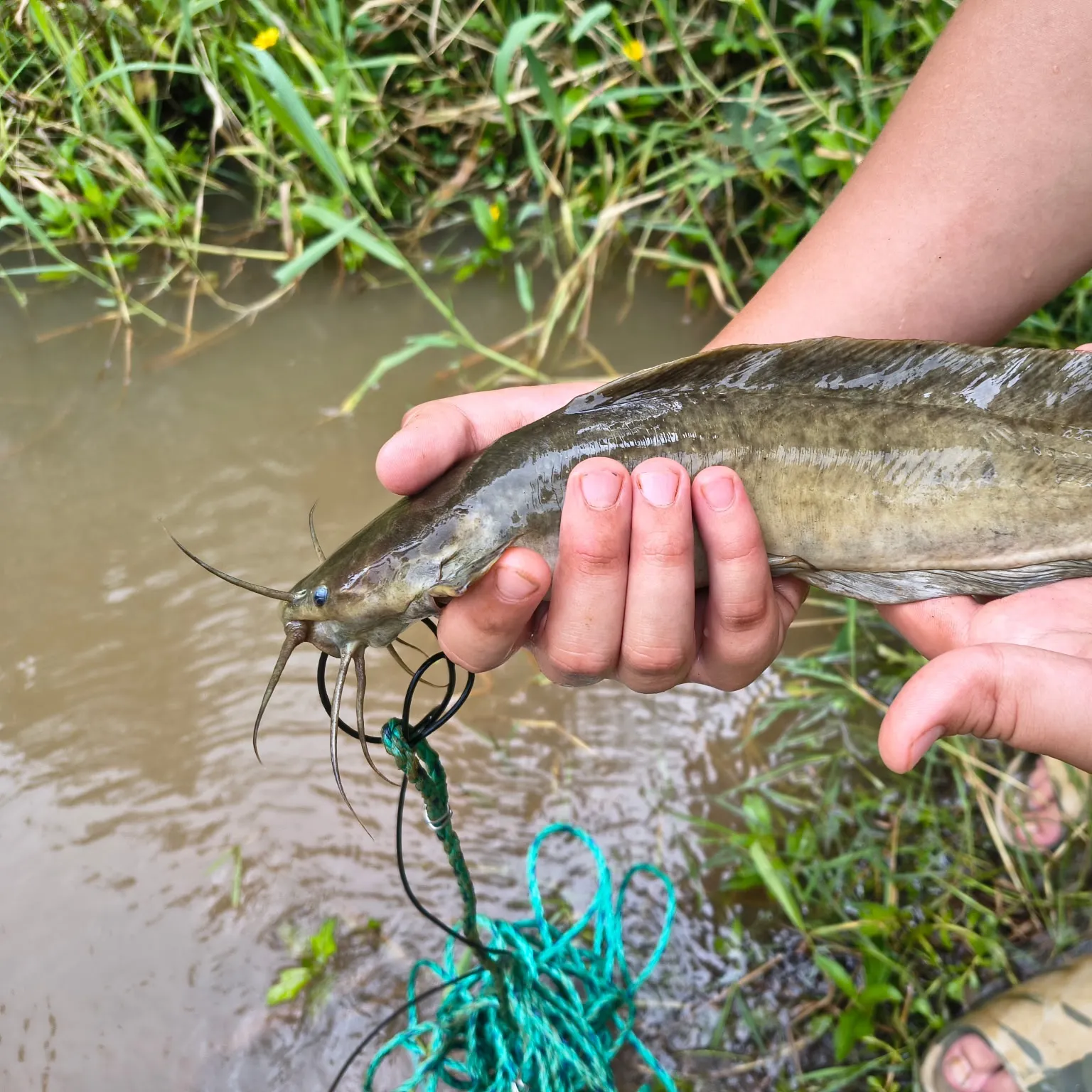 Walking catfish caught on Fishbrain