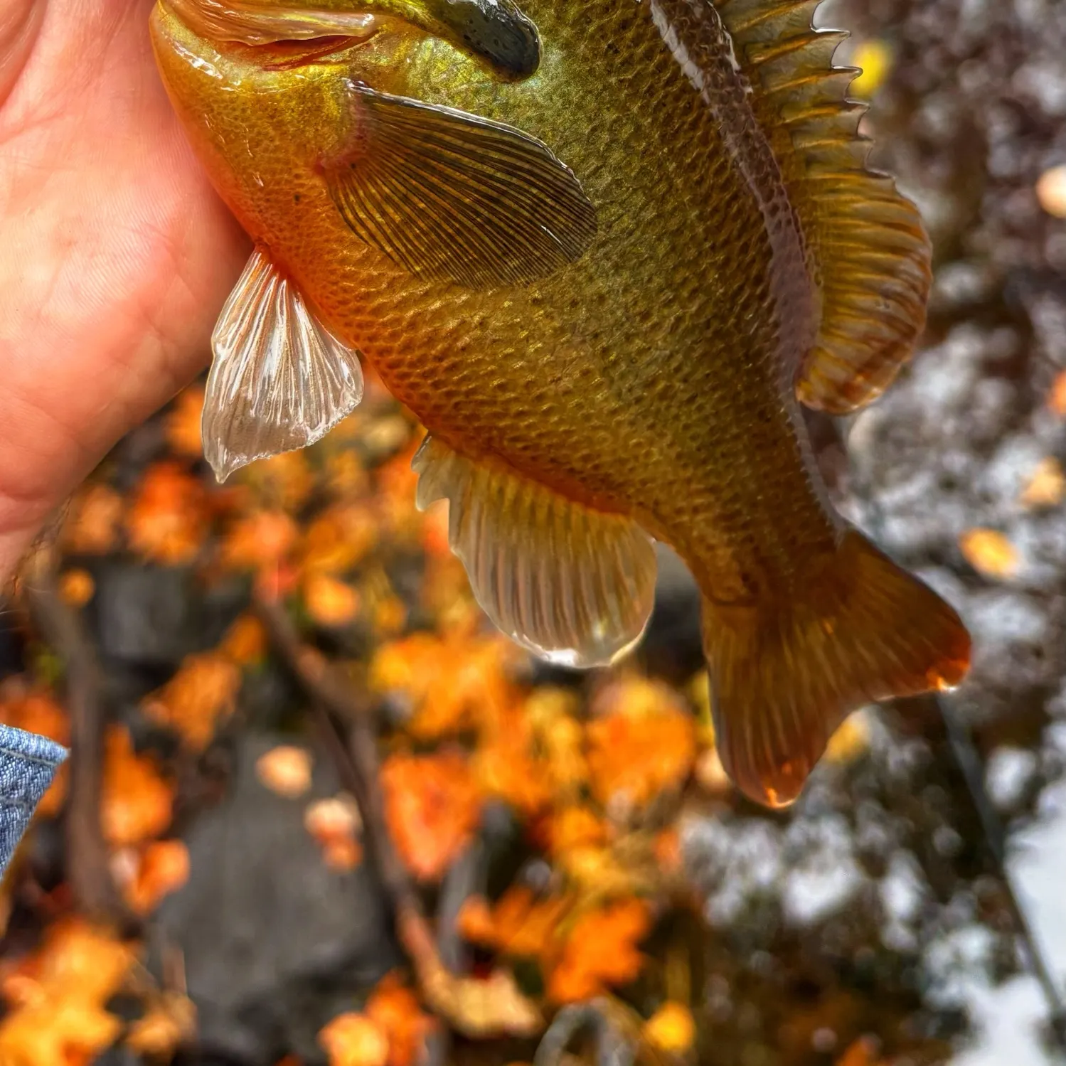 Redbreast sunfish caught on Fishbrain