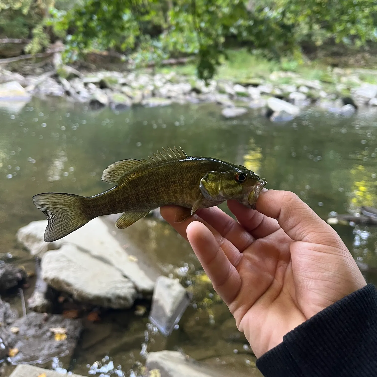 Smallmouth bass caught on Fishbrain