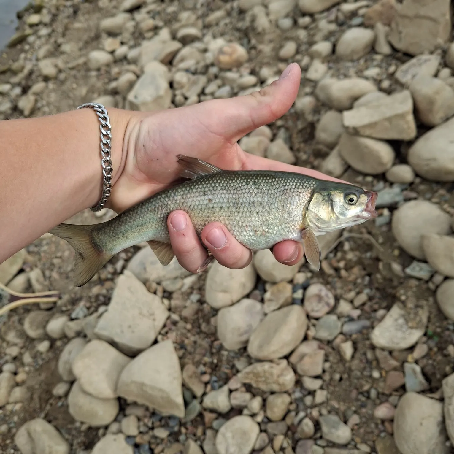 The most recent Utah chub catches on Fishbrain