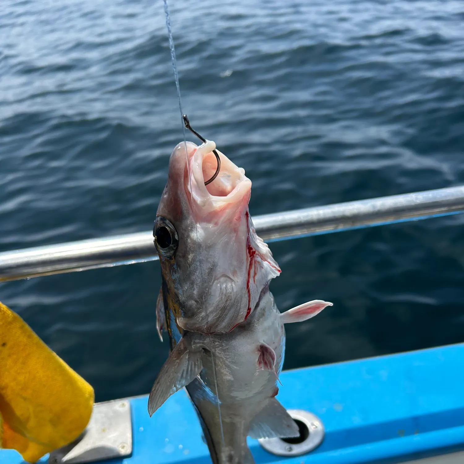 The most recent Whiting catches on Fishbrain