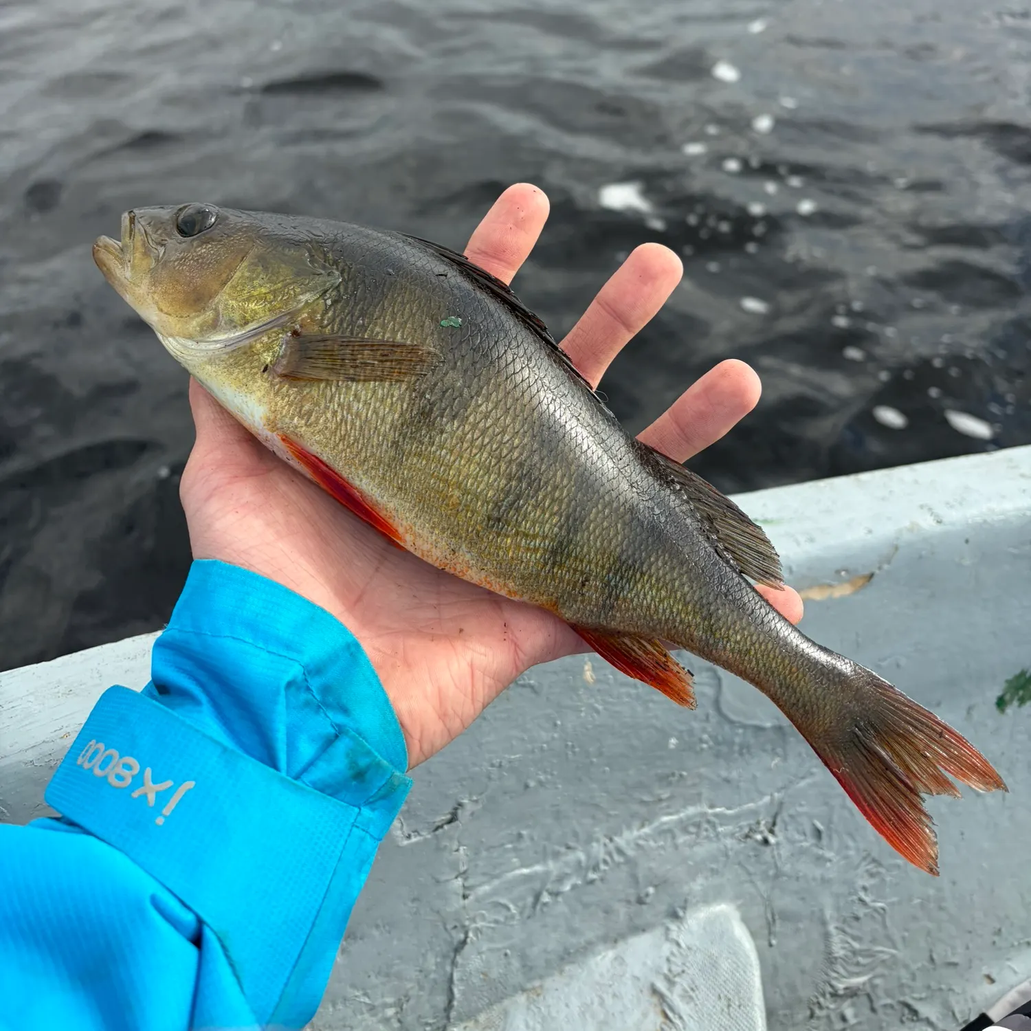 European perch caught on Fishbrain