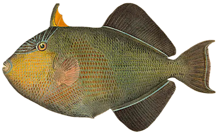 Black triggerfish