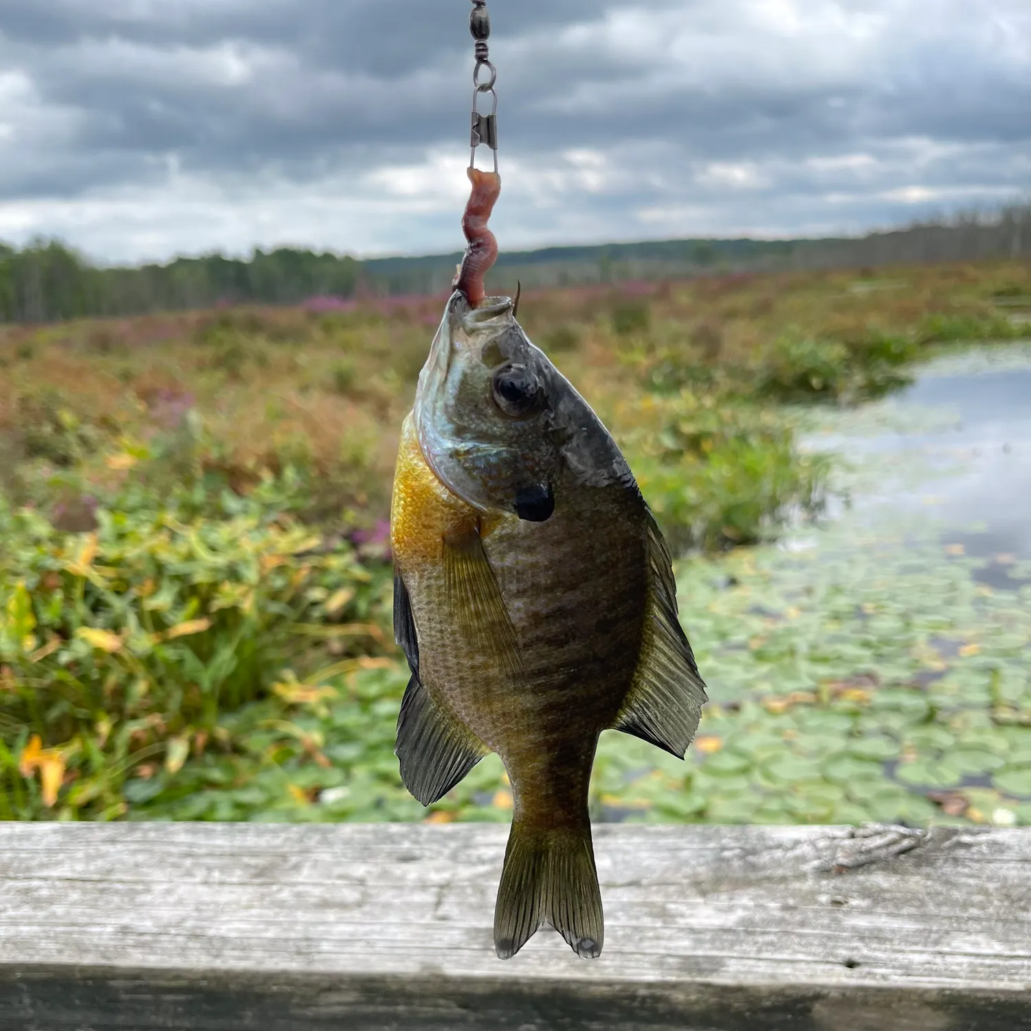 Bluegill caught on Fishbrain