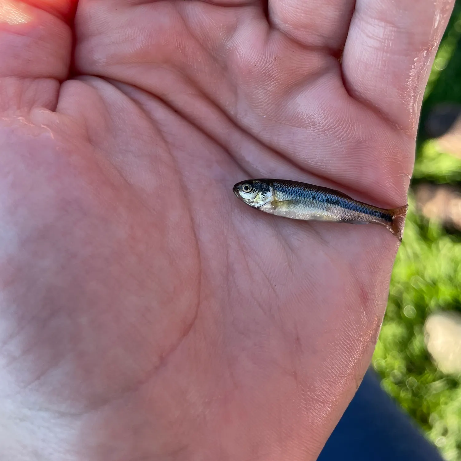 Fathead minnow caught on Fishbrain