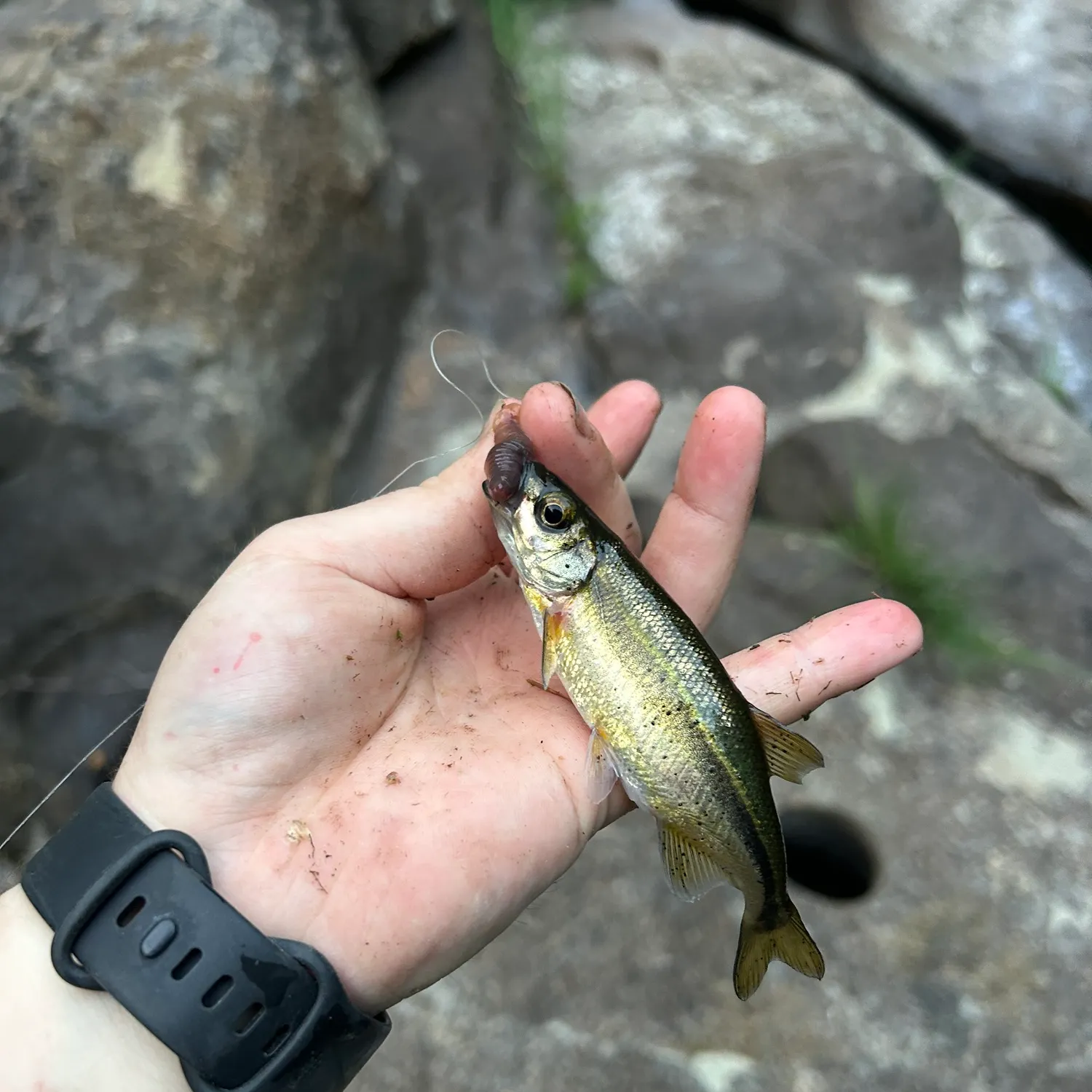 The most recent Redside shiner catches on Fishbrain