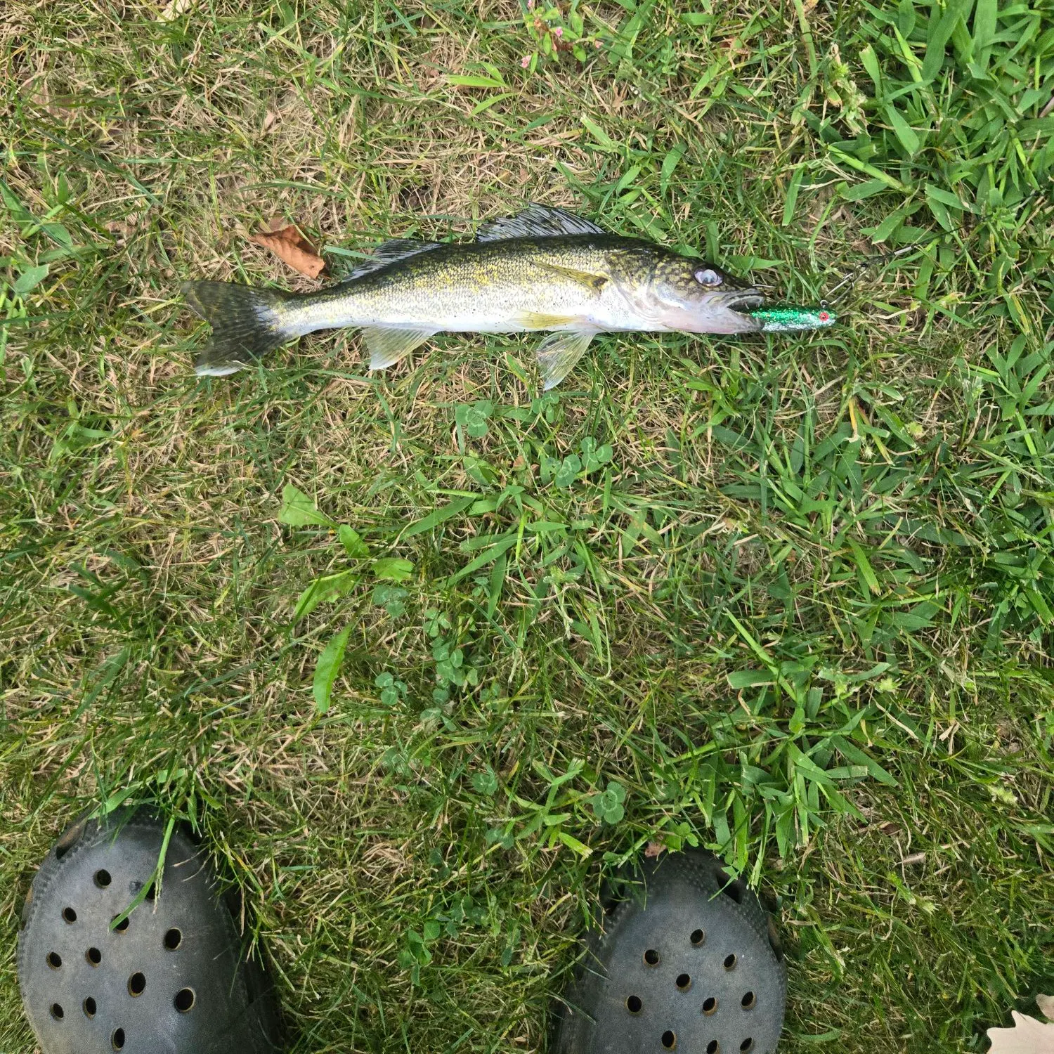 Walleye caught on Fishbrain