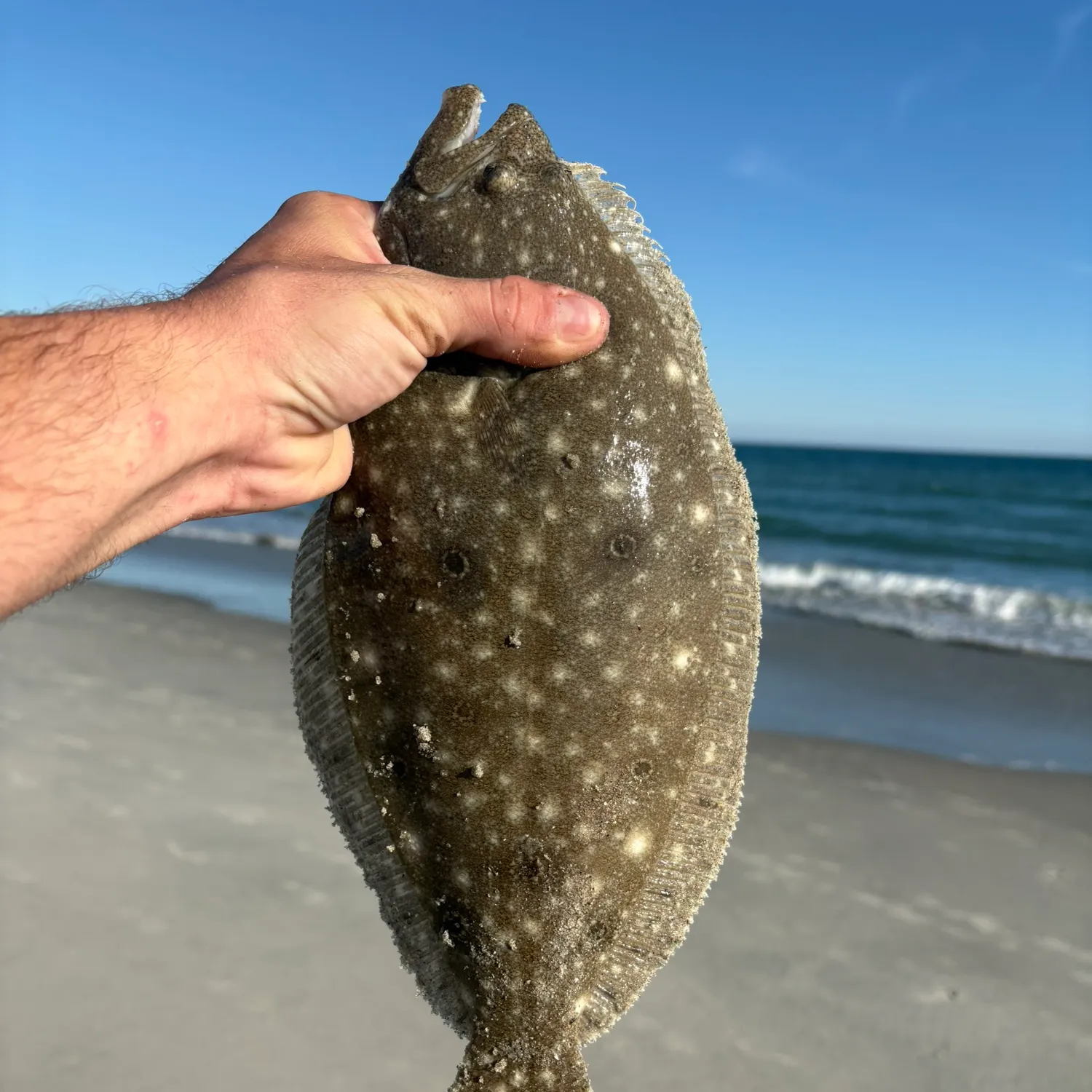 Summer flounder caught on Fishbrain