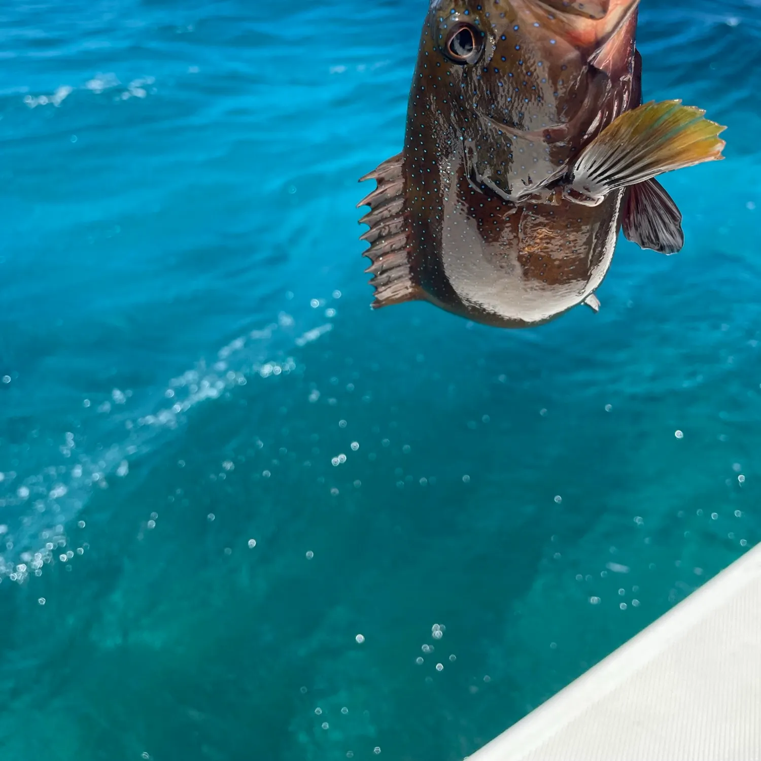 Red grouper caught on Fishbrain