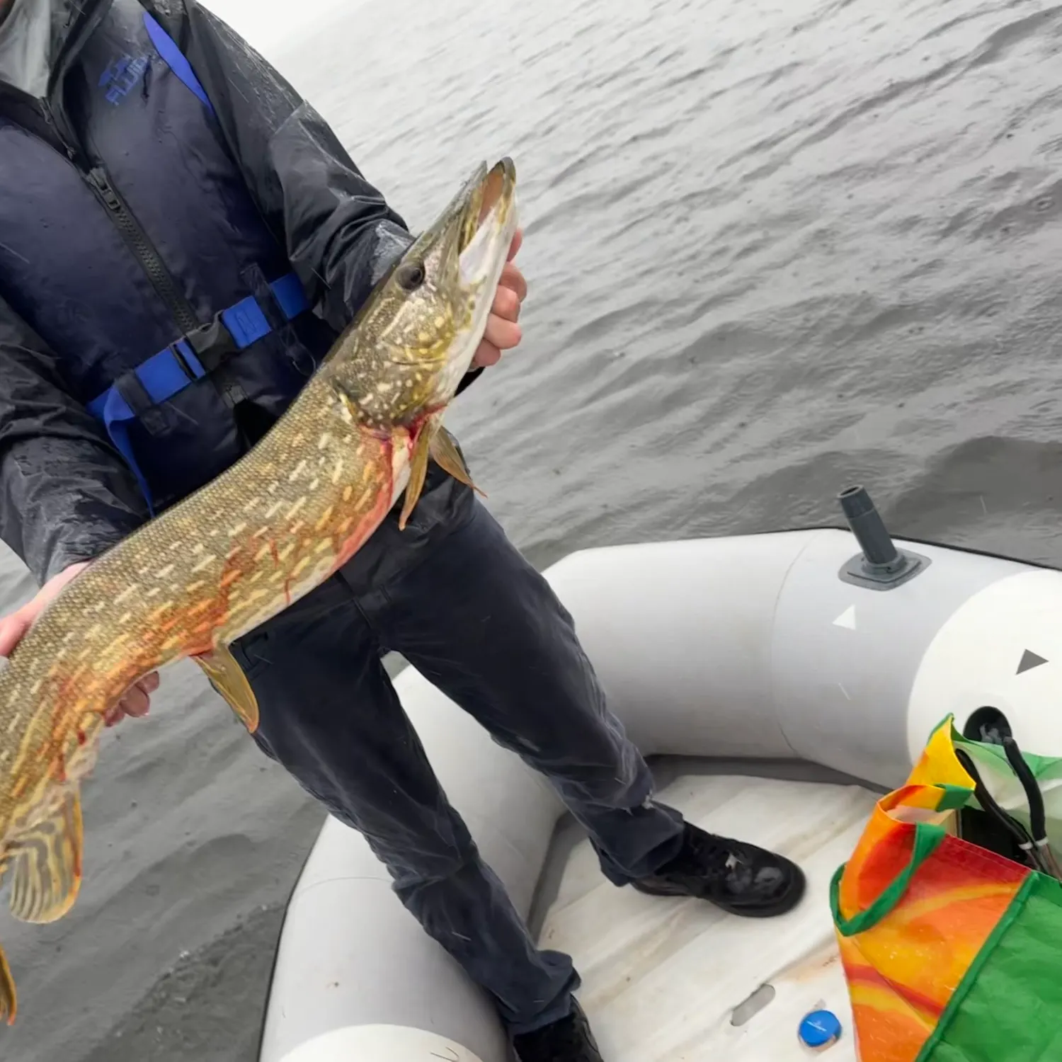 Northern pike caught on Fishbrain