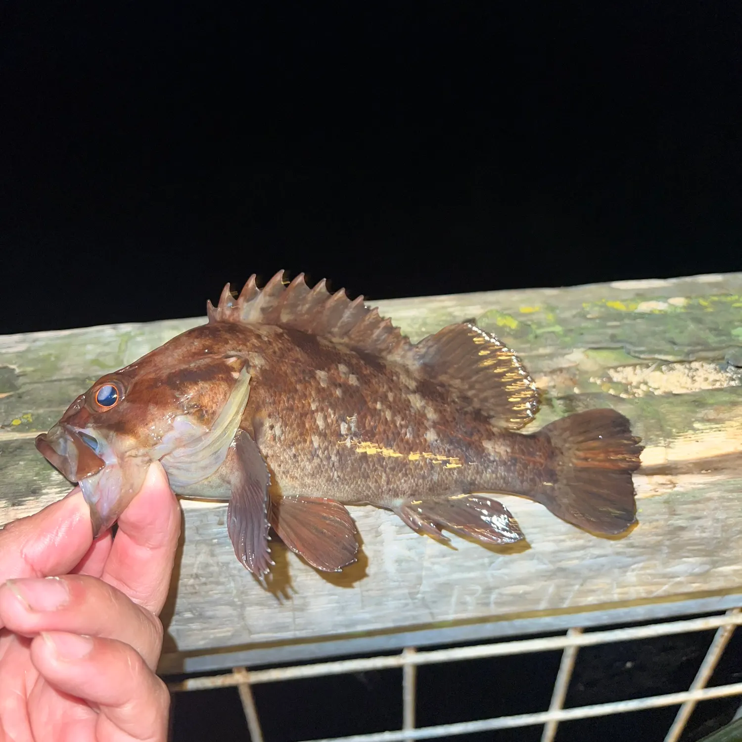 The most recent Grass rockfish catches on Fishbrain