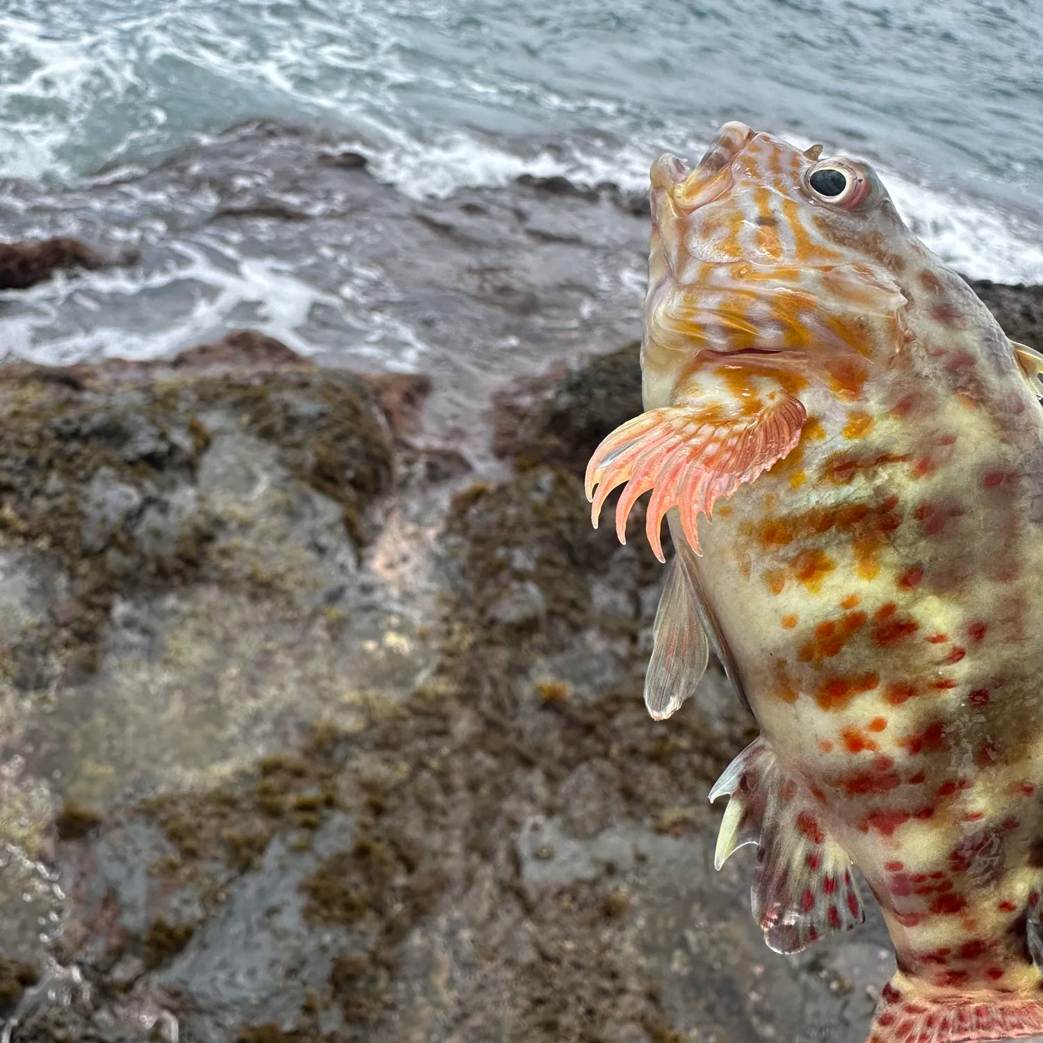 The most recent Stocky hawkfish catches on Fishbrain