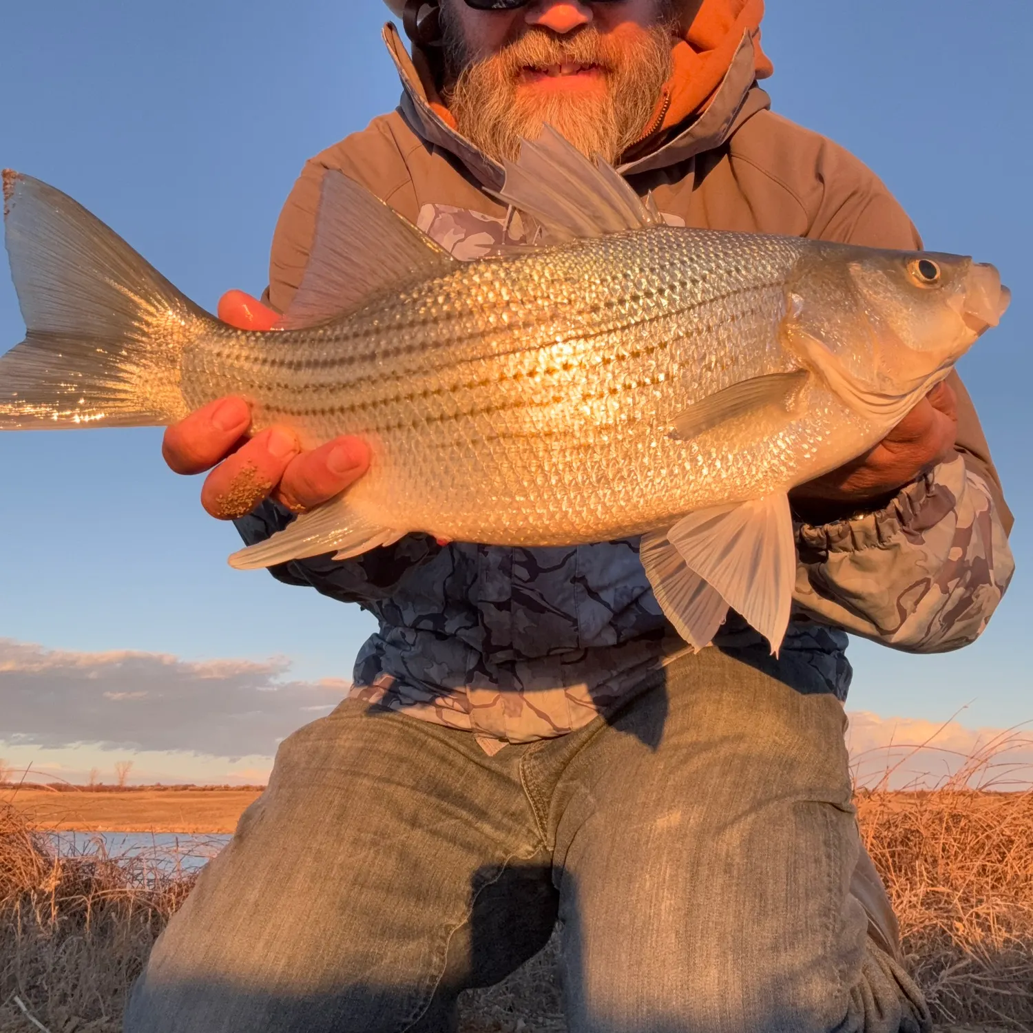 The most recent Hybrid striped bass catches on Fishbrain